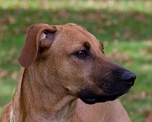 BlackMouthCurPortrait