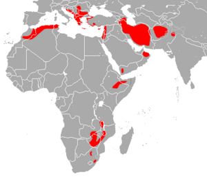 Blasius's Horseshoe Bat area.png