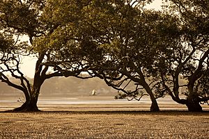 Boondall Wetlands (6968545822)