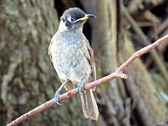 Bridled honeyeater 4638