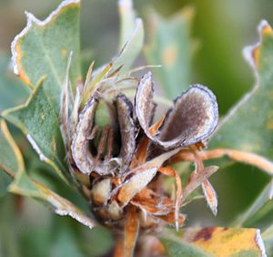 Bug in Banksia sessilis follicle