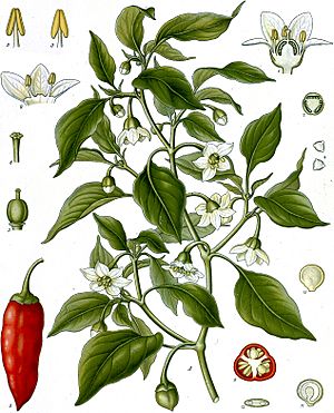 Capsicum annuum - Köhler–s Medizinal-Pflanzen-027.jpg