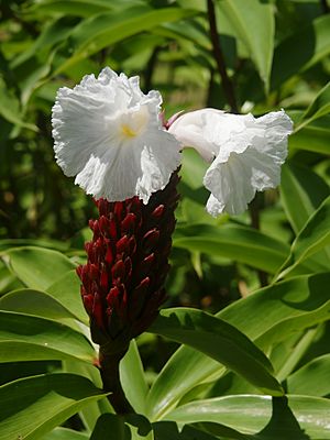 Cheilocostus speciosus.jpg