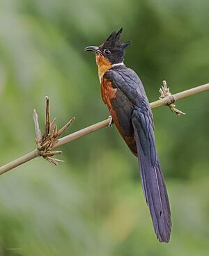 Chestnut-winged Cuckoo by Rejaul Karim.jpg