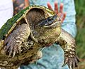 Common Snapping Turtle in Minnesota