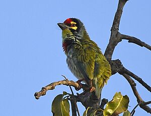 Coppersmith Barbet AMSM3967