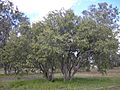 Cordia sinensis trees