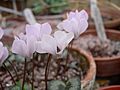 Cyclamen intaminatum02