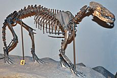 Daphoenus vetus skeleton