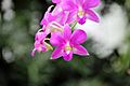 Dendrobium hybrida 04- (36) 1200