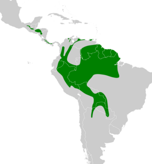 Dendrocolaptes picumnus map.svg