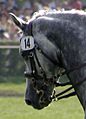 Double-bridle-close-up