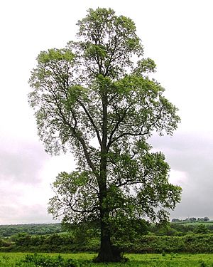 East Coker elm, 2.jpg