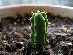 Echinopsis-pachanoi-small