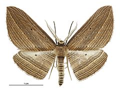 Epiphryne verriculata male.jpg