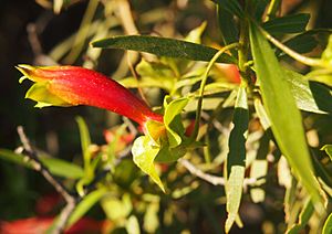 Eremophila duttonii flower