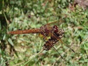 Female Flame Skimmer