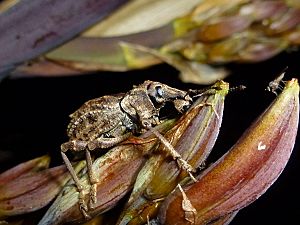 Flax weevil on flower