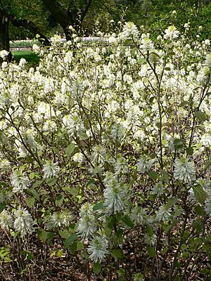 Fothergilla gardenii.jpg