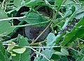 GT Bank Vole eating Mugwort seeds