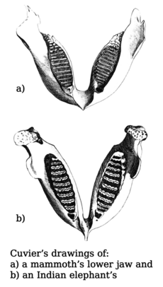 Georges Cuvier - Elephant jaw