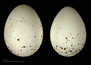 Hypocolius ampelinus MHNT.ZOO.2010.11.179.5