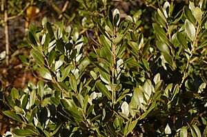 Inkberry Ilex glabra 'Compacta' Leaves 3008px