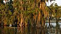 Lake Martin LA USA trees