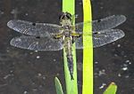 Libellula quadrimaculata - Vierflecklibelle.jpg