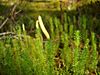 Lycopodium annotinum 01 cor.jpg