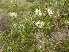 Melaleuca borealis 01