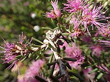 Melaleuca papillosa 02