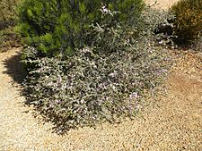 Melaleuca spicigera (habit)