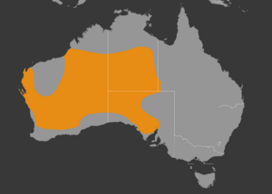 Moloch horridus distribution map.png