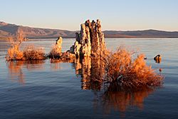 Mono lake tufa