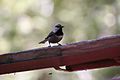 Mountain Chickadee feeder 2