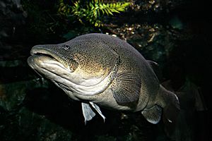 Murray cod02 melb aquarium.jpg