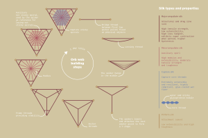 Orb web building steps-01