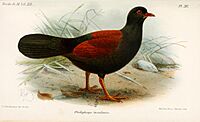 OtidiphapsInsularisKeulemans