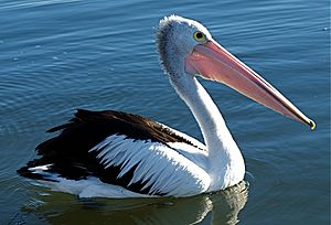 Pelecanus conspicillatus -Australia -8