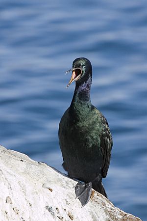 Phalacrocorax pelagicus