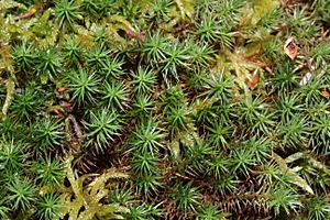 Polytrichum strictum (a, 150144-481741) 8419.JPG