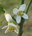 Pomelo flower