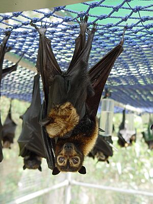 Pteropus conspicillatus with baby