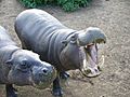 Pygmy hippopotamus hungry