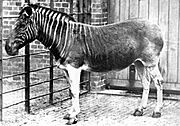 Quagga photo.jpg