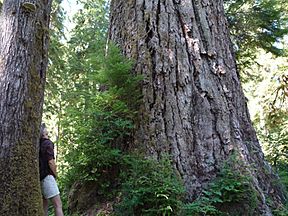 Queets River Douglas-Fir.JPG