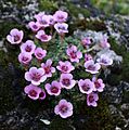 Saxifraga oppositifolia in Czechia