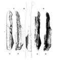 Sinanthropus Femur III