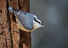 Sitta canadensis CT2.jpg